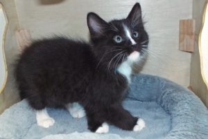 Picture of Cattspurr