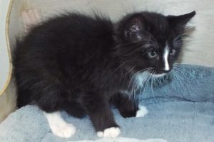 Picture of Cattspurr