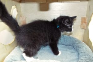 Picture of Cattspurr