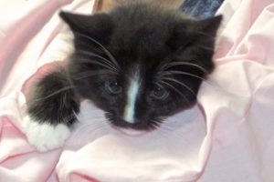 Picture of Cattspurr