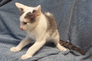 Picture of Chestnut