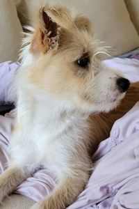 Picture of Chloe