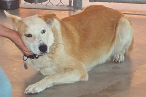 Picture of Copper
