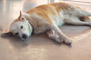 Picture of Copper