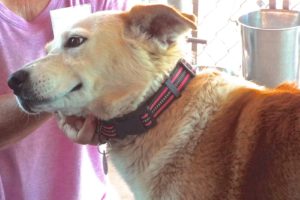 Picture of Copper