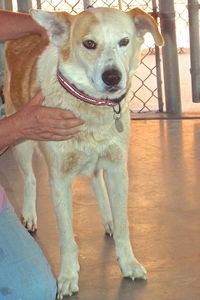 Picture of Copper