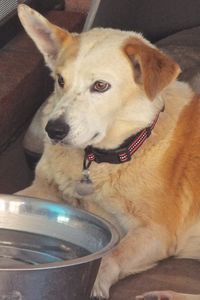 Picture of Copper
