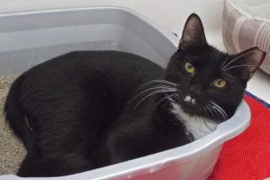 Picture of Countess