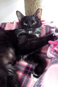 Picture of Countess