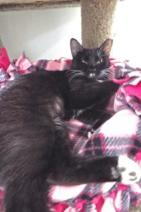 Picture of Countess