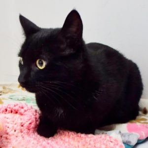 Picture of Crackle