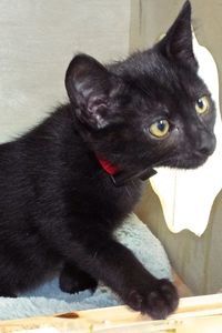 Picture of Crackle