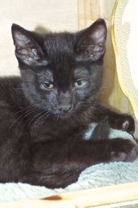 Picture of Crackle