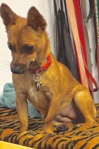 Picture of Daphne