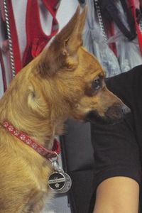 Picture of Daphne
