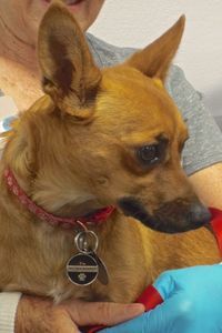 Picture of Daphne