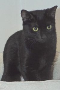 Picture of Duchess