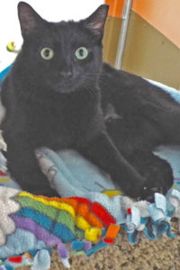 Picture of Duchess