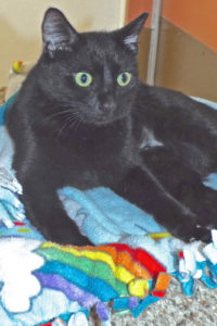 Picture of Duchess