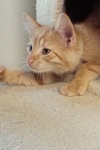 Picture of Franc