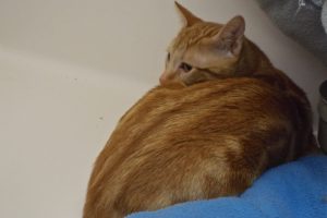 Picture of Frankie