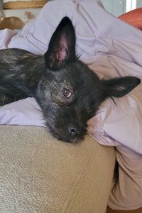 Picture of Gidget