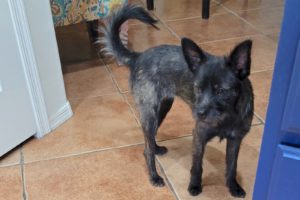 Picture of Gidget
