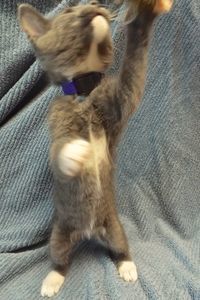 Picture of Giselle