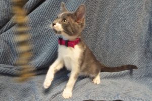 Picture of Hazelnut