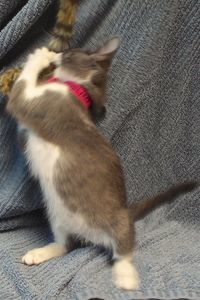 Picture of Hazelnut