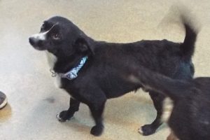 Picture of Junior