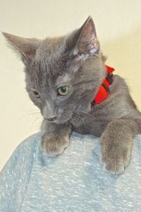 Picture of Knight