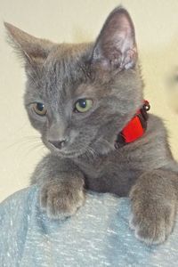 Picture of Knight