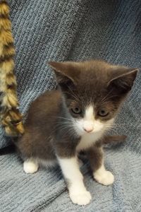 Picture of Macadamia