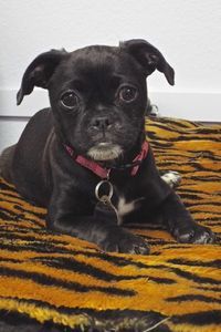 Picture of Maya