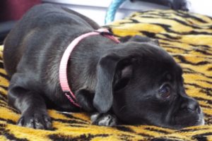 Picture of Maya