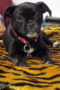 Picture of Maya