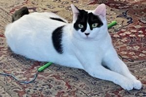 Picture of Mikka