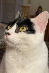 Picture of Mikka