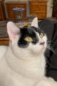 Picture of Mikka