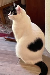 Picture of Mikka