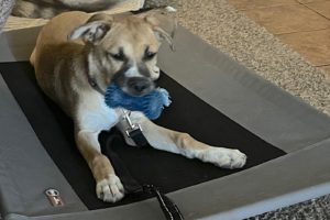 Picture of Moxie