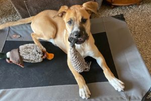 Picture of Moxie