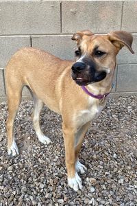 Picture of Moxie
