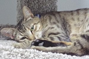 Picture of Onex