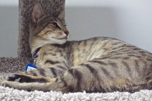 Picture of Onex