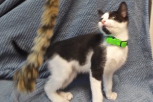 Picture of Peanut