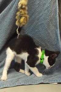 Picture of Peanut