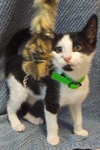 Picture of Peanut