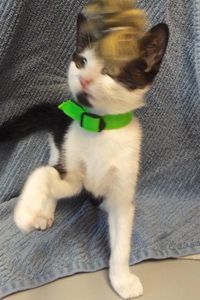Picture of Peanut